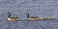 Pair of adults with goslings, Norfolk