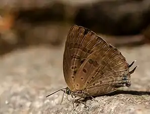 Ventral view