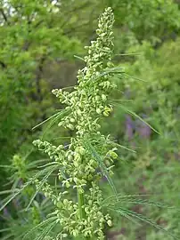 Wild male specimen, Russia