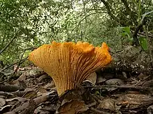 California Golden Chanterelle