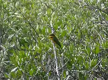 A bird perched among mangrove branches