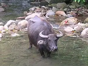 Carabao domestication