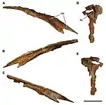 Nasal and lacrimal of C. saharicus