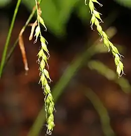 Close-up of pistillate spikelets