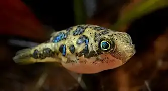 A dwarf pufferfish in an aquarium, displaying its iridescent patches.