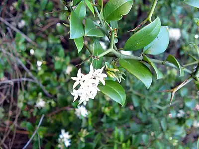 Carissa bispinosa showing characteristic branched thorns.