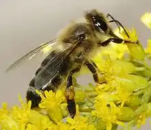 Western honey bee