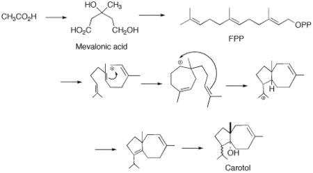 Proposed cyclization of FPP to Carotol.