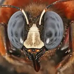 Carpenter bees have large compound eyes. Their mandibles, when closed, cover the labrum.