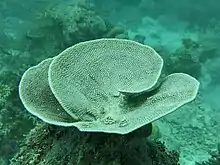 "Carteriospongia cf. foliascens" at Baa Atoll in the Maldives