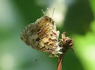 Ventral view