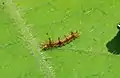 Larva (Early stage)