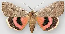 Catocala concumbenspink underwing