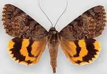 Catocala desdemonaDesdemona underwing