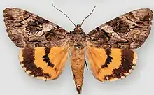 Catocala piatrix dionyzapenitent underwing