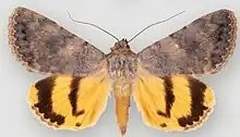 Catocala frederici