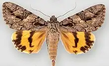 Catocala johnsonianaJohnson's underwing