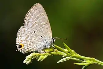 Ventral view