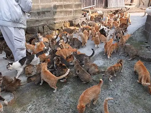 Cats scooping food from the islanders at the port.