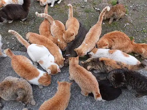 Cats eating food given at the designated cat feeding area.