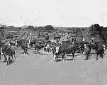 Cattle at Empire Ranch, c.1900.