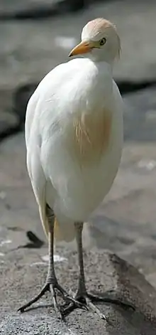 Cattle egret