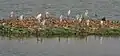 Cattle egrets (Bubulcus ibis)