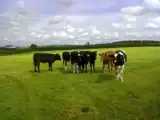 Cattle Farming