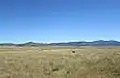 Cattle grazing in San Rafael Valley.