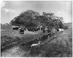 Rancho Santa Margarita y Las Flores