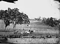 Cattle on Nindooinbah Station, 1871