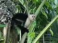 White-headed capuchin (Cebus capucinus)