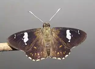 Dorsal view