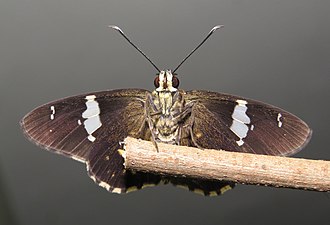 Ventral view