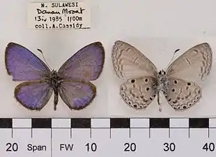 Celastrina lavendularis lyce