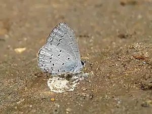 Ventral view