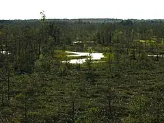 Large bog Cenas Tīrelis in Babīte Municipality