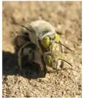 Centris pallida mating