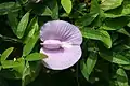 Spurred butterfly pea (Centrosema virginianum)