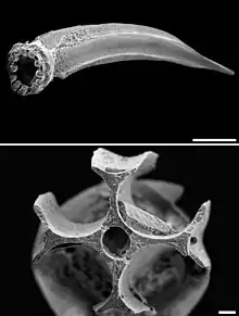 Cepaea hortensis