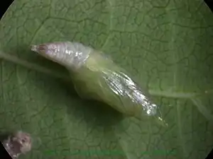 Pupa