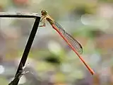 male, Cairns