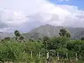 Landscape with caranday palms