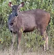 Female Sambar deer