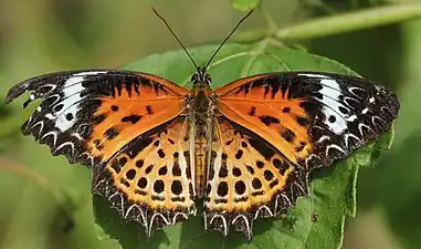 Dorsal view