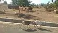 Animals left with little or no grass to eat during the dry weather