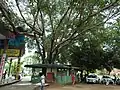 Close up view Chandigarh Heritage Tree at southern side of PGI