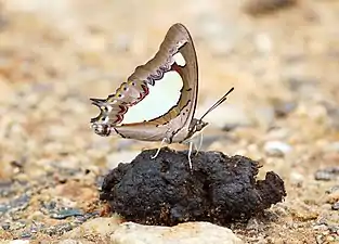 Ventral view