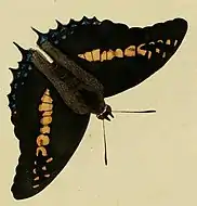 C. castor male