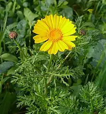 Garland chrysanthemum is a very common spring flower in Israel